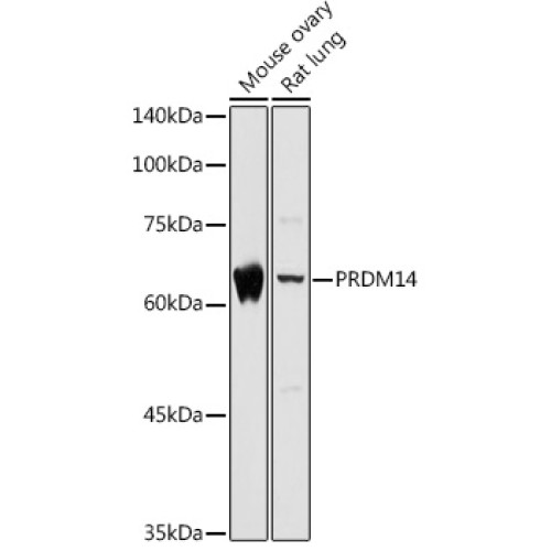 PRDM14 Rabbit pAb