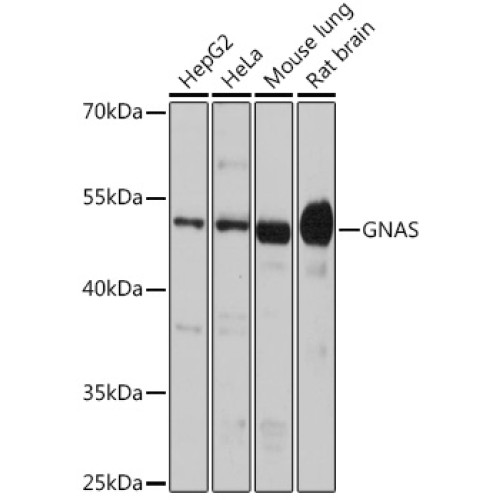 GNAS Rabbit pAb