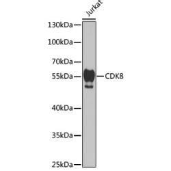 [KO Validated] CDK8 Rabbit pAb