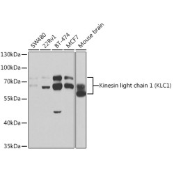 Kinesin light chain 1 (KLC1) Rabbit pAb
