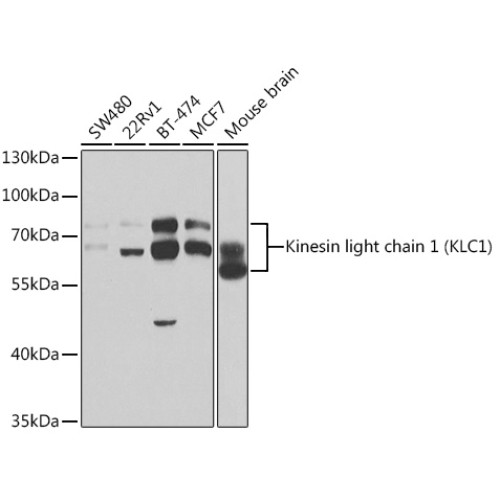 Kinesin light chain 1 (KLC1) Rabbit pAb