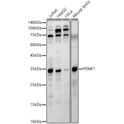 PSMF1 Rabbit pAb