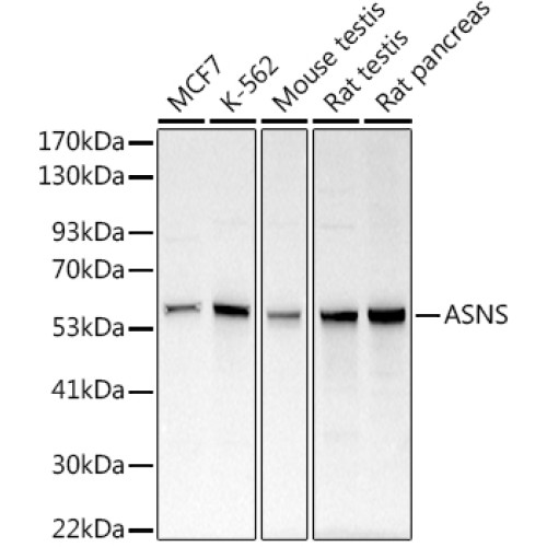 ASNS Rabbit pAb