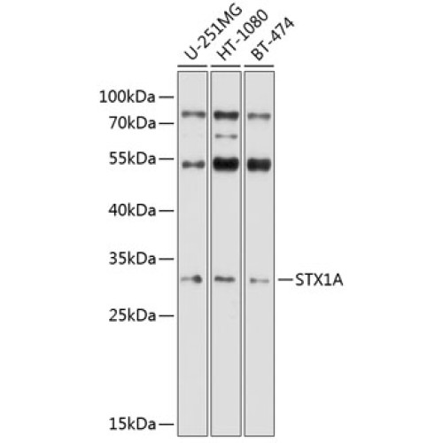 STX1A Rabbit pAb