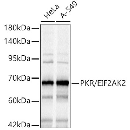 PKR/EIF2AK2 Rabbit pAb