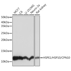 HSPE1/HSP10/CPN10 Rabbit mAb