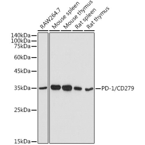 [KO Validated] PD-1/CD279 Rabbit pAb