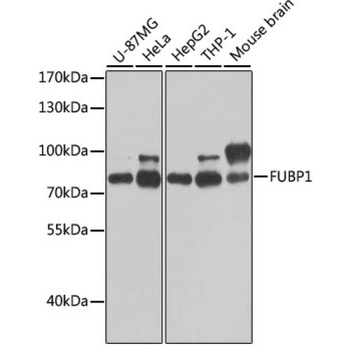 FUBP1 Rabbit pAb