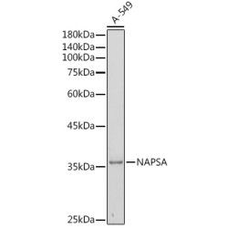 NAPSA Rabbit pAb