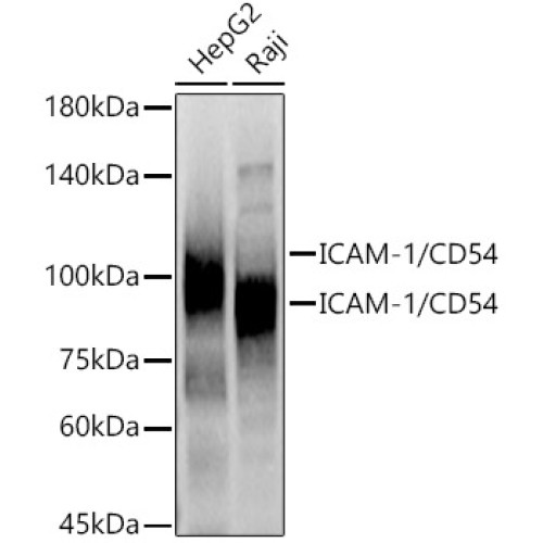 ICAM-1/CD54 Rabbit pAb