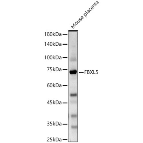 FBXL5 Rabbit pAb