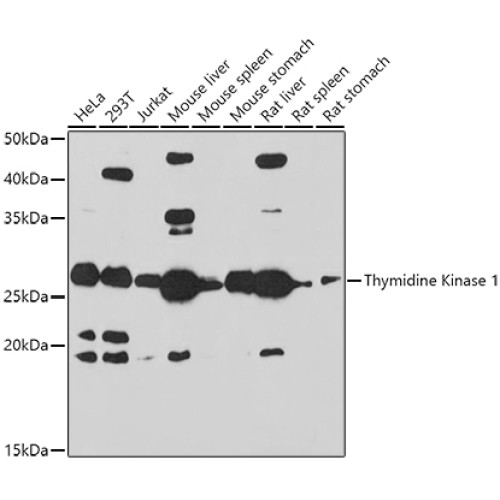 Thymidine Kinase 1 Rabbit pAb
