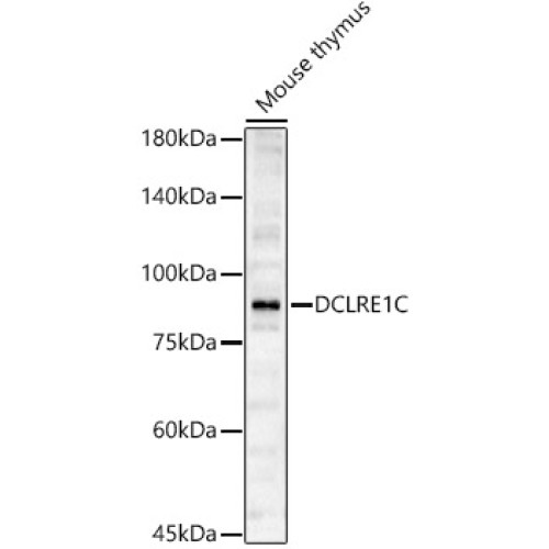 DCLRE1C Rabbit pAb
