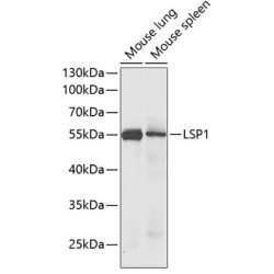 LSP1 Rabbit pAb