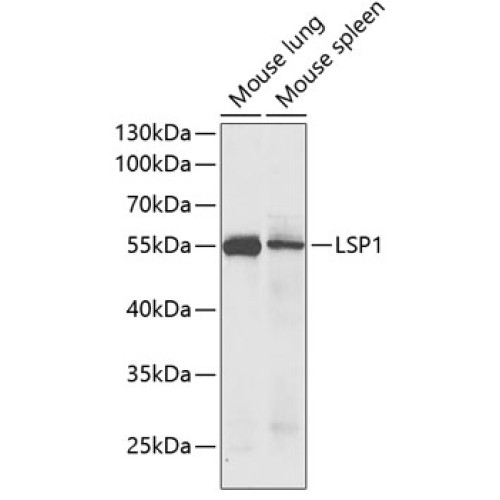LSP1 Rabbit pAb
