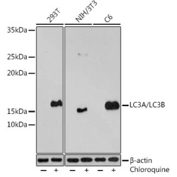 LC3A/LC3B Rabbit pAb