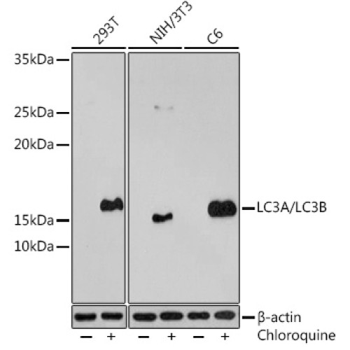 LC3A/LC3B Rabbit pAb