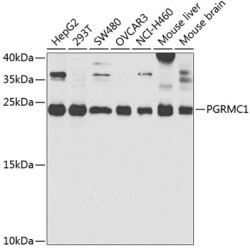 PGRMC1 Rabbit pAb