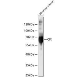 CFI Rabbit pAb