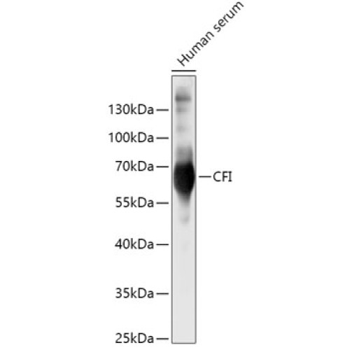 CFI Rabbit pAb