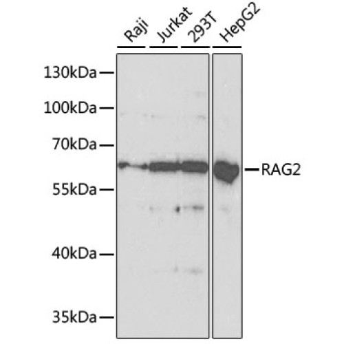 RAG2 Rabbit pAb