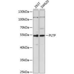 PLTP Rabbit pAb