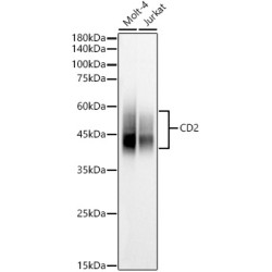CD2 Rabbit pAb