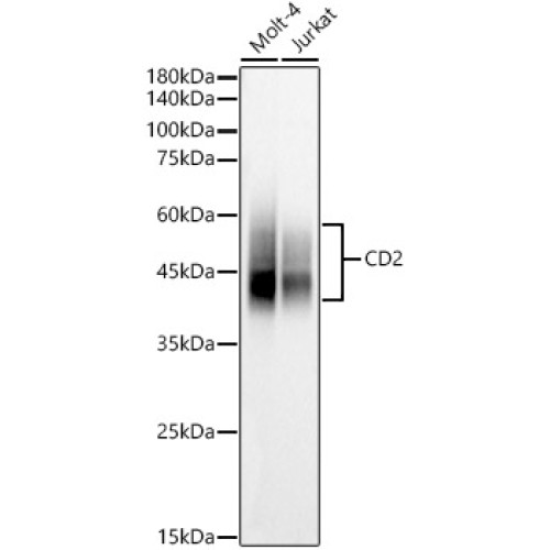 CD2 Rabbit pAb