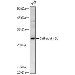 Cathepsin G Rabbit pAb