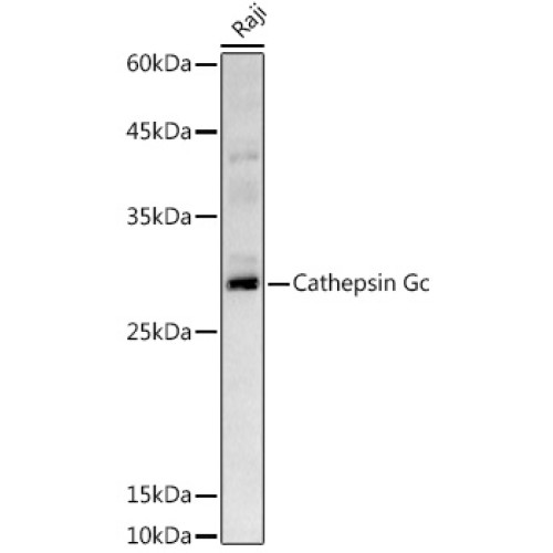 Cathepsin G Rabbit pAb