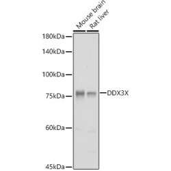 DDX3X Rabbit pAb