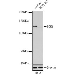 [KO Validated] ECE1 Rabbit pAb