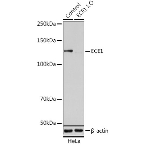 [KO Validated] ECE1 Rabbit pAb