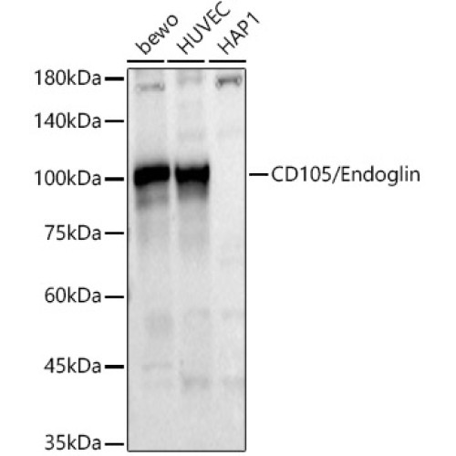 CD105/Endoglin Rabbit pAb