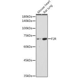 F2R Rabbit pAb