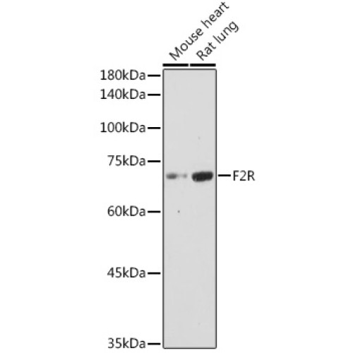 F2R Rabbit pAb