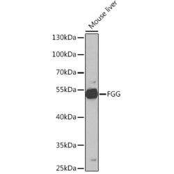 FGG Rabbit pAb