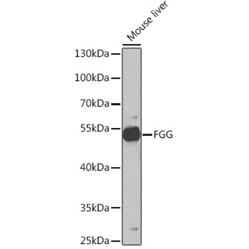 FGG Rabbit pAb