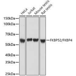 FKBP52/FKBP4 Rabbit pAb