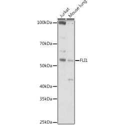 FLI1 Rabbit pAb