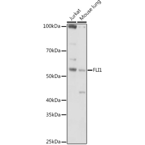 FLI1 Rabbit pAb