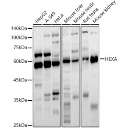 HEXA Rabbit pAb