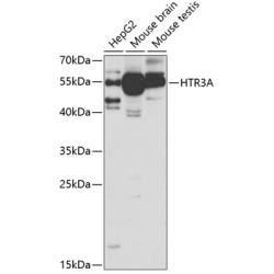 HTR3A Rabbit pAb