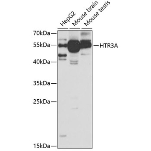 HTR3A Rabbit pAb
