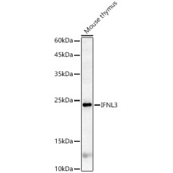 IFNL3 Rabbit pAb