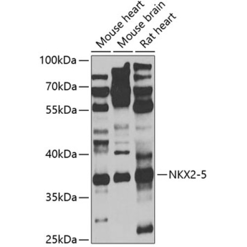 NKX2-5 Rabbit pAb