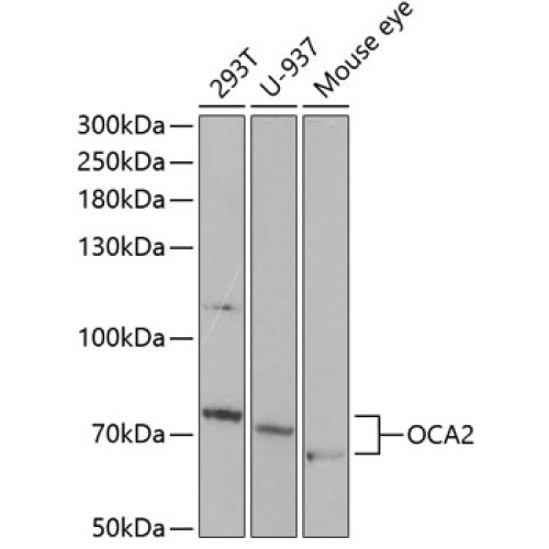 OCA2 Rabbit pAb