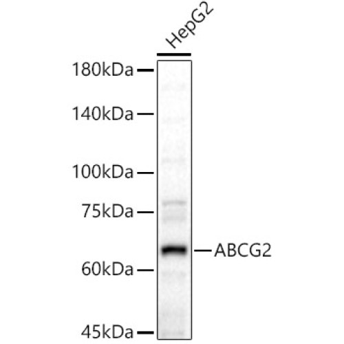 ABCG2 Rabbit pAb