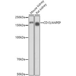 CD13/ANPEP Rabbit pAb