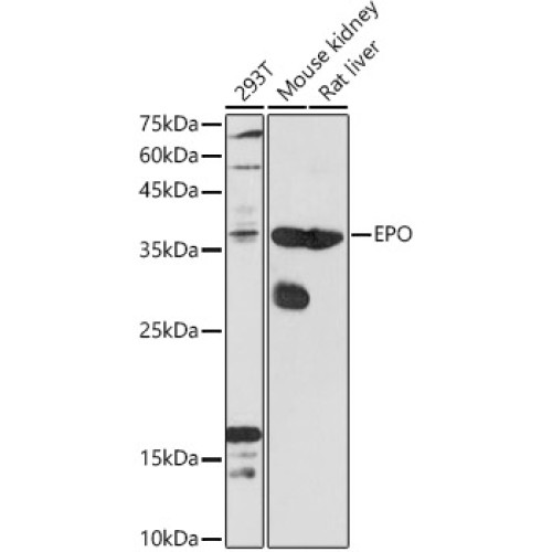 EPO Rabbit pAb